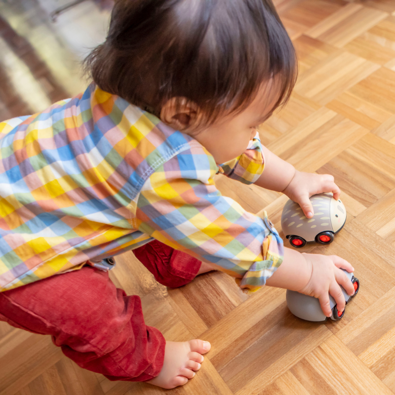 Zoomies Animaux australiens