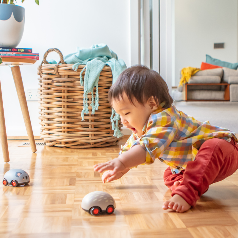Zoomies Animaux australiens